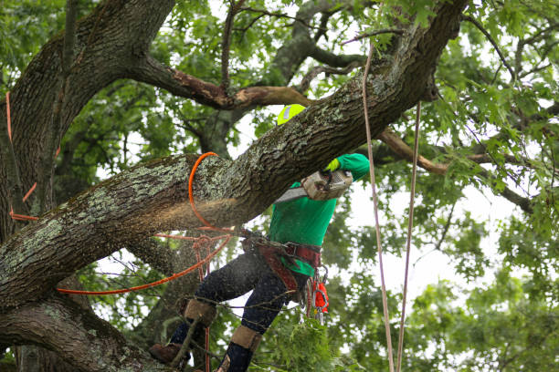 How Our Tree Care Process Works  in  Rapid City, MI