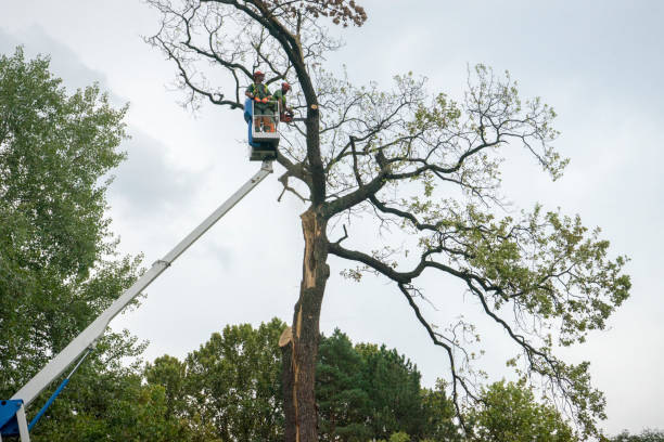 Best Tree Maintenance Programs  in Rapid City, MI