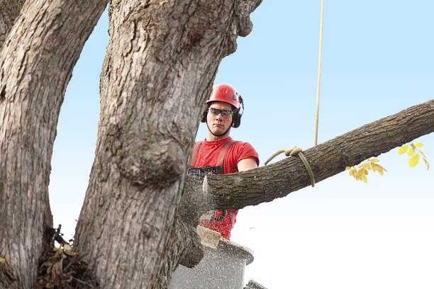 Professional Tree Care in Rapid City, MI